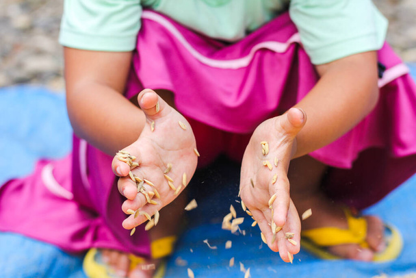 Klein meisje hand met gouden padie zaad - Foto, afbeelding
