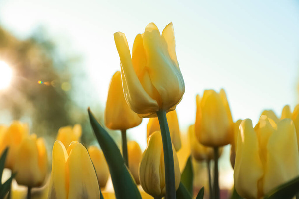 Blossoming tulips in field on sunny day, closeup - Φωτογραφία, εικόνα