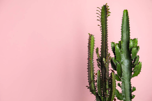 Beautiful cacti on pink background, space for text - Fotoğraf, Görsel