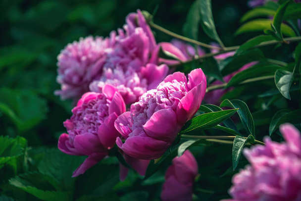  Kevät vaaleanpunainen pioni ja tuore tarjous kevät puutarha - Valokuva, kuva