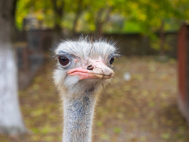 Ostrich portrait outdoor. Ostrich head close up - Zdjęcie, obraz