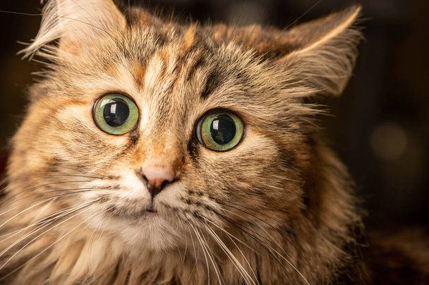 Close-up portret van een verrassende veelkleurige kat. Een huisdier. - Foto, afbeelding