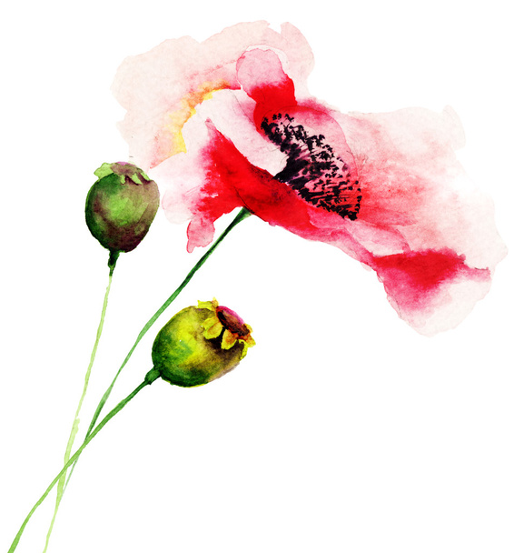 Poppy flowers - Valokuva, kuva