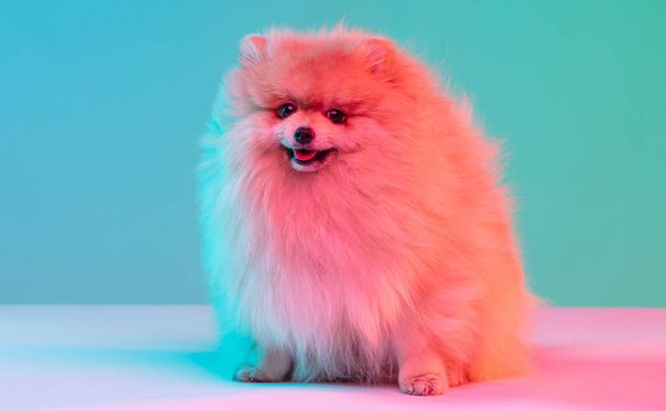 Studio shot of Spitz dog isolated on blue studio background in neon light. Concept of beauty, domestic animal, care. - Fotoğraf, Görsel
