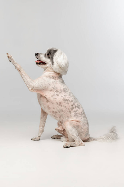 Portrait of cute little Chinese Crested Dog isolated on white studio background. Concept of beauty, domestic animal, care. - 写真・画像