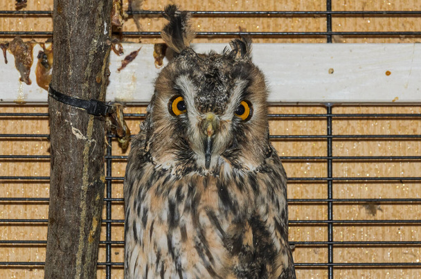Long-eared owl in a cage - Fotoğraf, Görsel