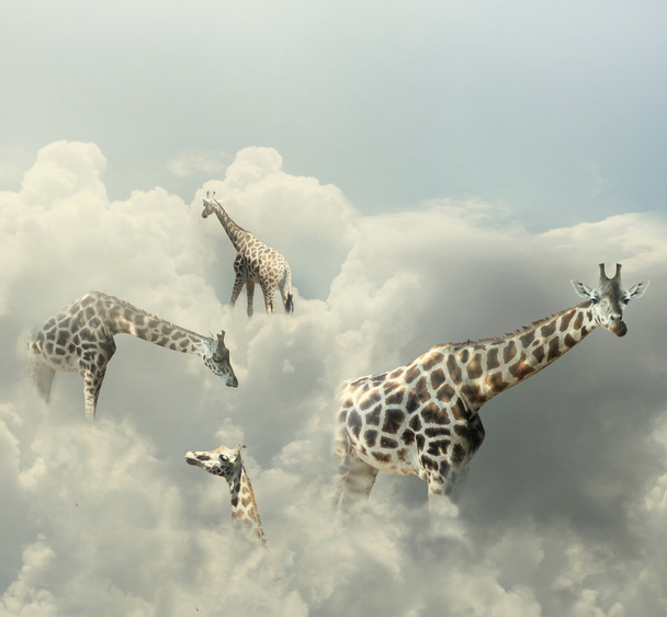 giraffen paradijs - Foto, afbeelding