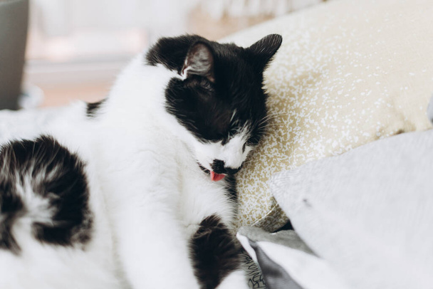 Lindo gato arreglándose sobre una cama suave en las almohadas. Adorable gato blanco y negro lamiendo y limpiando pieles, emociones divertidas. Mascotas en casa - Foto, Imagen