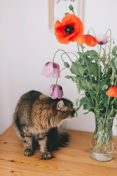 Cute tabby cat smelling beautiful poppies bouquet on wooden table in room. Pets and gathering countryside wildflowers, rural life. Red common poppy and purple opium poppy flowers - Photo, Image