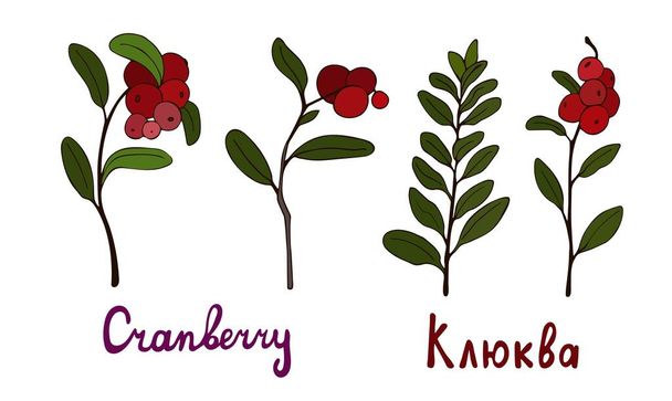 Collection of color images of cranberry sprigs with berries and leaves. Vector hand drawn flat isolated illustration. Handwritten lettering for your design. - Вектор, зображення