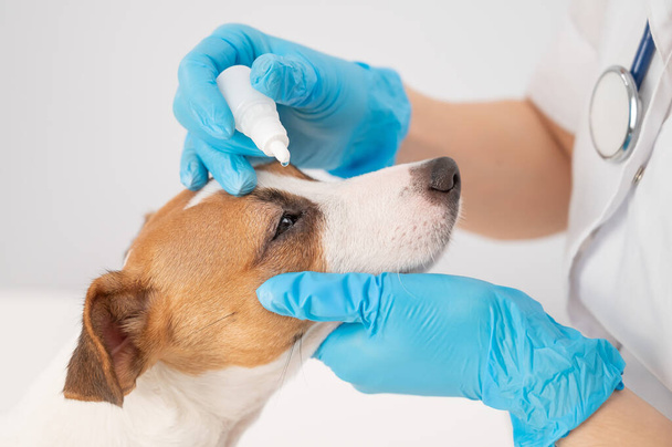 Female veterinarian dripping eye drops to jack russell terrier dog on white background. - Фото, зображення