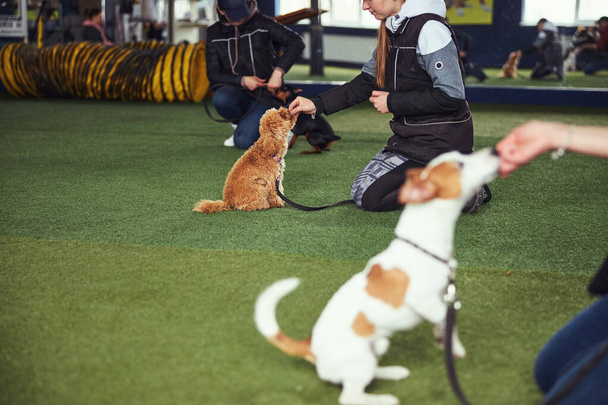 Tres entrenadoras dando golosinas a sus cachorros - Foto, imagen