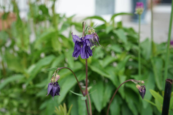 Aquilegia alpina violett im Mai im Garten. Die alpine Akelei, Aquilegia alpina, gehört zur Familie der Ranunculaceae. Berlin, Deutschland  - Foto, Bild