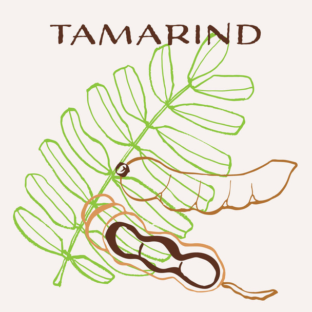 Тамариндская линия рисует многоцветную современную векторную иллюстрацию. Красочный дизайн экзотических фруктов. Вектор - Вектор,изображение