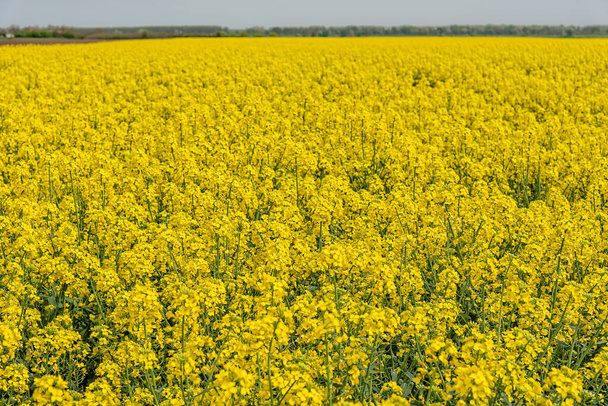 Güneşli bir günde kolza tohumu olan tarlalar. Kolza tohumu ekimi. Büyük sarı tecavüz tohumu tarlası - Fotoğraf, Görsel