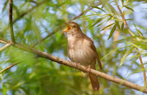Thrush Nightingale, Luscinia luscinia. Pták sedí na větvi stromu a zpívá - Fotografie, Obrázek