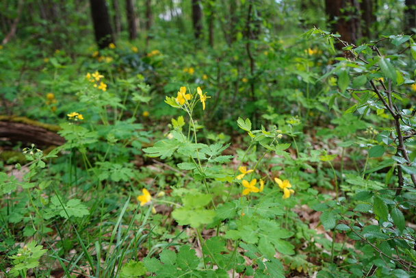 Floraison de Célandine en mai. Chelidonium est un genre de plantes de la famille des Chelidonium. Berlin, Allemagne  - Photo, image