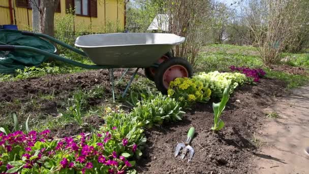Κηπουρική και γεωργία έννοια. Γυναίκα αγρότισσα με κηπουρό εξοπλισμό τσουγκράνα φύτευση και βοτάνισμα λουλούδια στο παρτέρι. Άνθη Primrose primula φυτά που αναπτύσσονται στον κήπο - Πλάνα, βίντεο