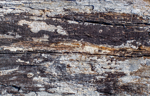 Текстура старого дерева - Фото, изображение