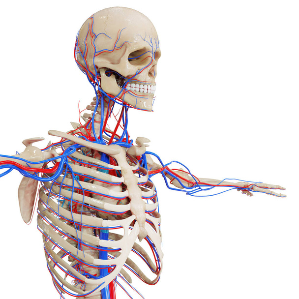 ヒト循環器系心臓解剖学。3D - 写真・画像