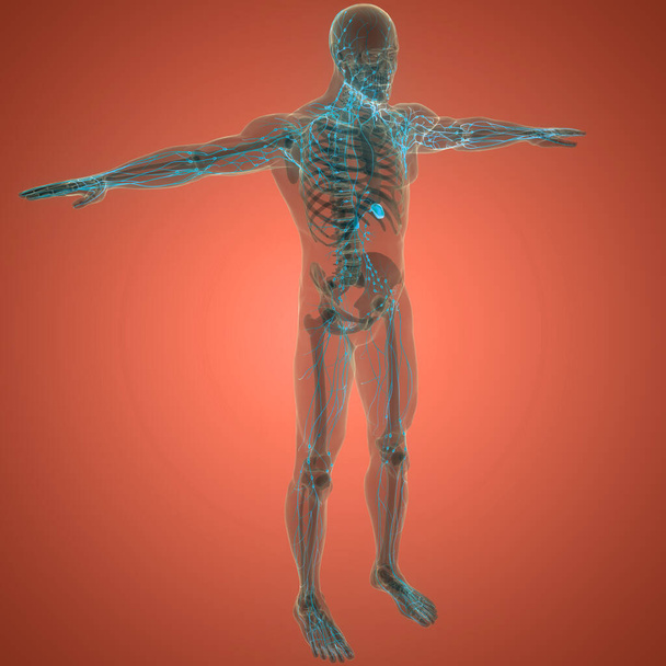 Das menschliche innere System Lymphknoten Anatomie. 3D - Foto, Bild