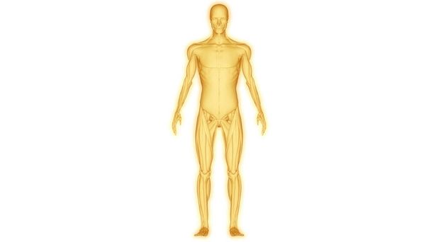 М'язи - частина анатомії м'язів людини. 3D - Фото, зображення
