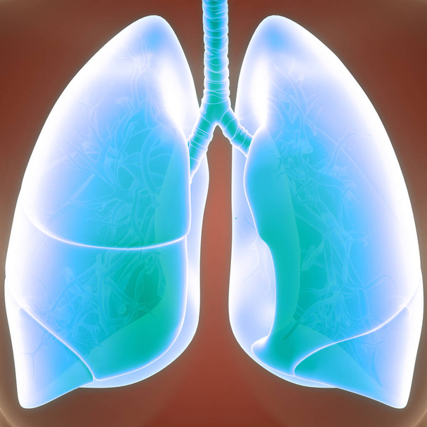 Анатомия легких дыхательной системы человека. 3D - Фото, изображение