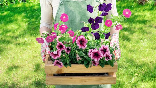 Bright flowers in pots in a wooden box in the hands of the gardener. A woman in a green apron holds flower seedlings for planting in a flower garden according to the plan of the landscape designer. - Photo, image