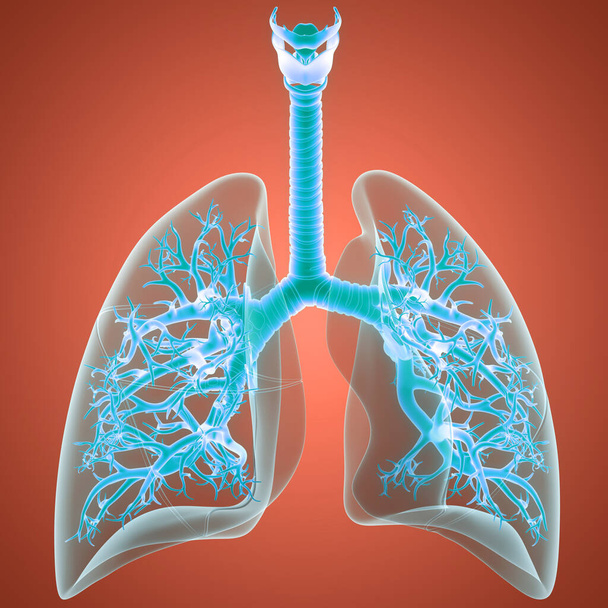 Anatomie plic lidského dýchacího ústrojí. 3D - Fotografie, Obrázek
