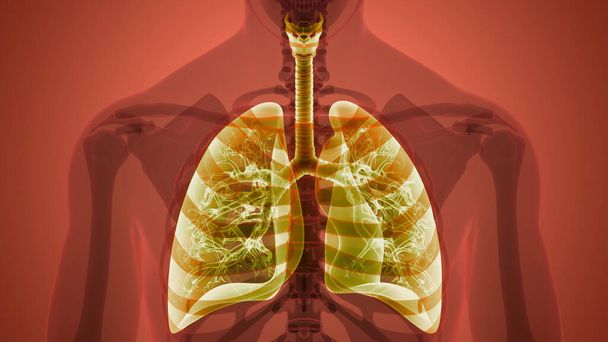Human Respiratory System Lungs Anatomy 3D - Фото, зображення