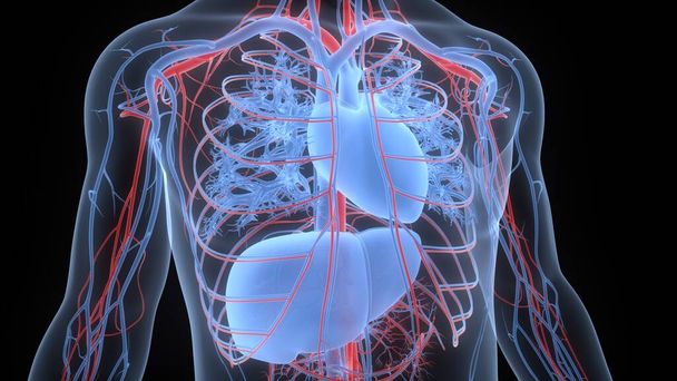 Ihmisen sisäelinten sydän, jossa on maksan anatomia. 3D - Valokuva, kuva