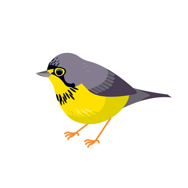 Canada warbler es un pequeño pájaro cantor boreal de la familia Parulidae. Dibujos animados de estilo plano hermoso carácter de la ornitología, ilustración vectorial aislado sobre fondo blanco - Vector, imagen