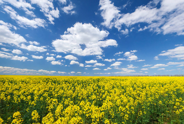 Schönes gelb blühendes Rapsfeld mit frühlingshaftem blauem Himmel - Pflanze für grüne Energie. Umweltfreundliche Landwirtschaft und Konzept der industriellen Landwirtschaft. - Foto, Bild