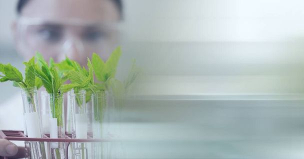 Composition of caucasian male scientist holding plant in test tubes with copy space. science, botanics and research concept digitally generated image. - Foto, Bild