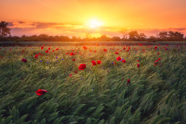 Scenic view of the rye field with red poppy flowers, colorful sky with sun and clouds, amazing rural landscape in sunset light, outdoor agricultural background - Photo, Image