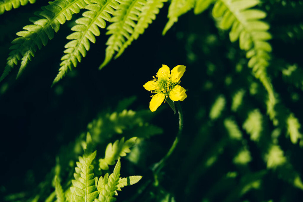 Green fern leaves and yellow small flower - Fotografie, Obrázek