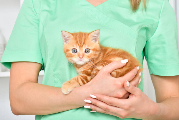 Cute little red kitten Scottish Straight in the hands of a veterinarian - Foto, Bild