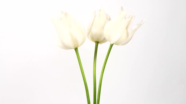 Fehér tulipán fehér háttérrel. Forgás 360. 4K UHD videó felvétel 3840X2160 - Felvétel, videó