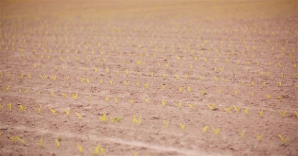 Zemědělství - Mladá kukuřice rostoucí na zemědělském poli - Záběry, video