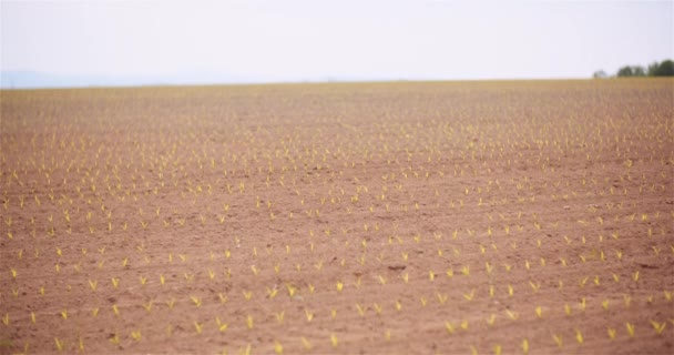 Agricultura - Cultivo de maíz joven en el campo agrícola - Imágenes, Vídeo