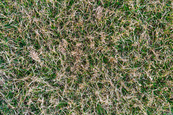 Зелений газон після зими крупним планом. Догляд за весняною травою
 - Фото, зображення