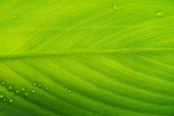 yellow green leave garden forest nature textured background - Φωτογραφία, εικόνα