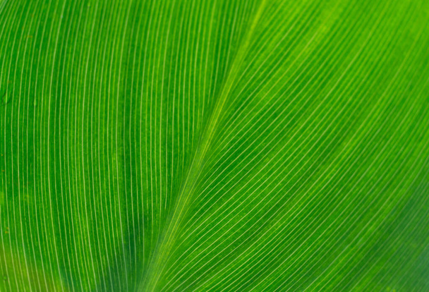 amarelo verde deixar jardim floresta natureza texturizado fundo - Foto, Imagem