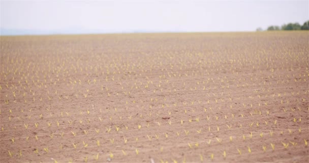 Agricultura - Close-up de milho jovem crescendo na fazenda - Filmagem, Vídeo