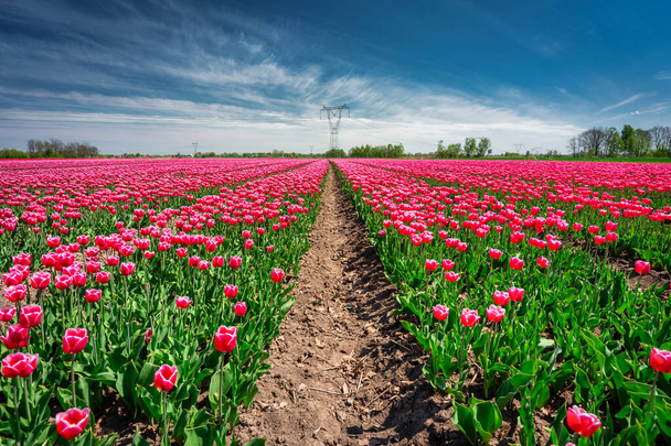 Beautiful blooming field of pink tulips in northern Poland - Foto, imagen