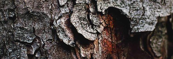 Natural wood, tree texture as wooden background, environment and nature - Photo, Image