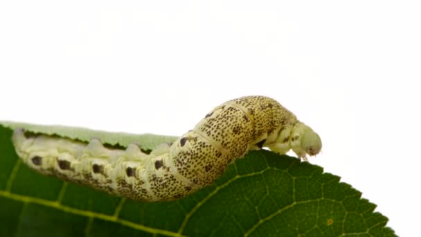 Caterpillar of death 's-head hawkmoh Latin name (Acherontia atropos). Izolované na bílém pozadí. Selektivní soustředění. Videozáznam 4K UHD 3840X2160. - Záběry, video