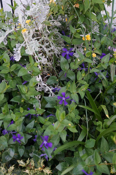 ビンカ・マイナー(Vinca minor)は、ドッグバン科の花生植物の一種で、一般名はペリウィンクルやドワーフ・ペリウィンクルより少ない。ドイツ・ベルリン  - 写真・画像