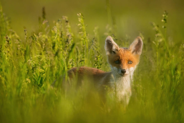 Red fox cub in the grass - Photo, Image
