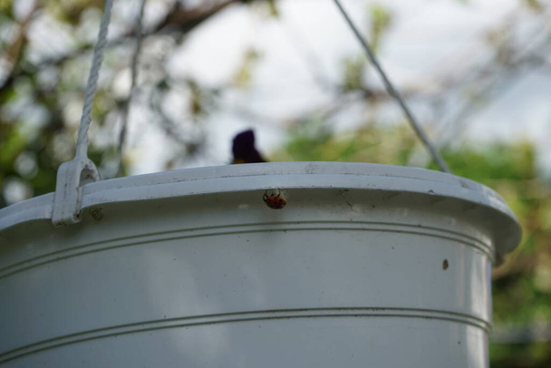 A joaninha está envolta numa teia de aranha. Berlim, Alemanha - Foto, Imagem